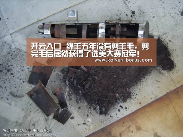 开云入口-绵羊五年没有剪羊毛,剪完毛后居然获得了选美大赛冠军!(图1) 开云官网
